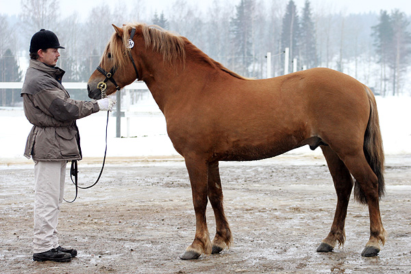 Finnhorse