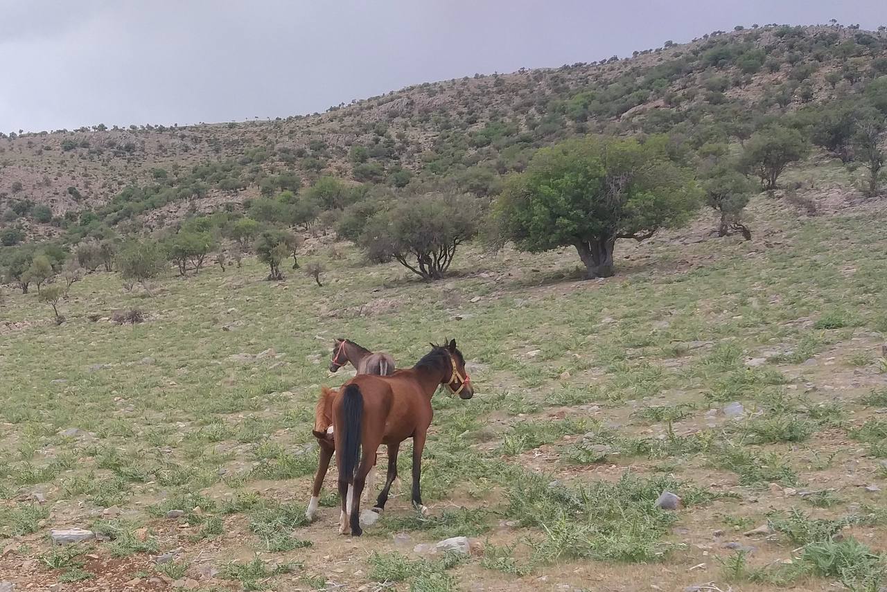 Basseri horse