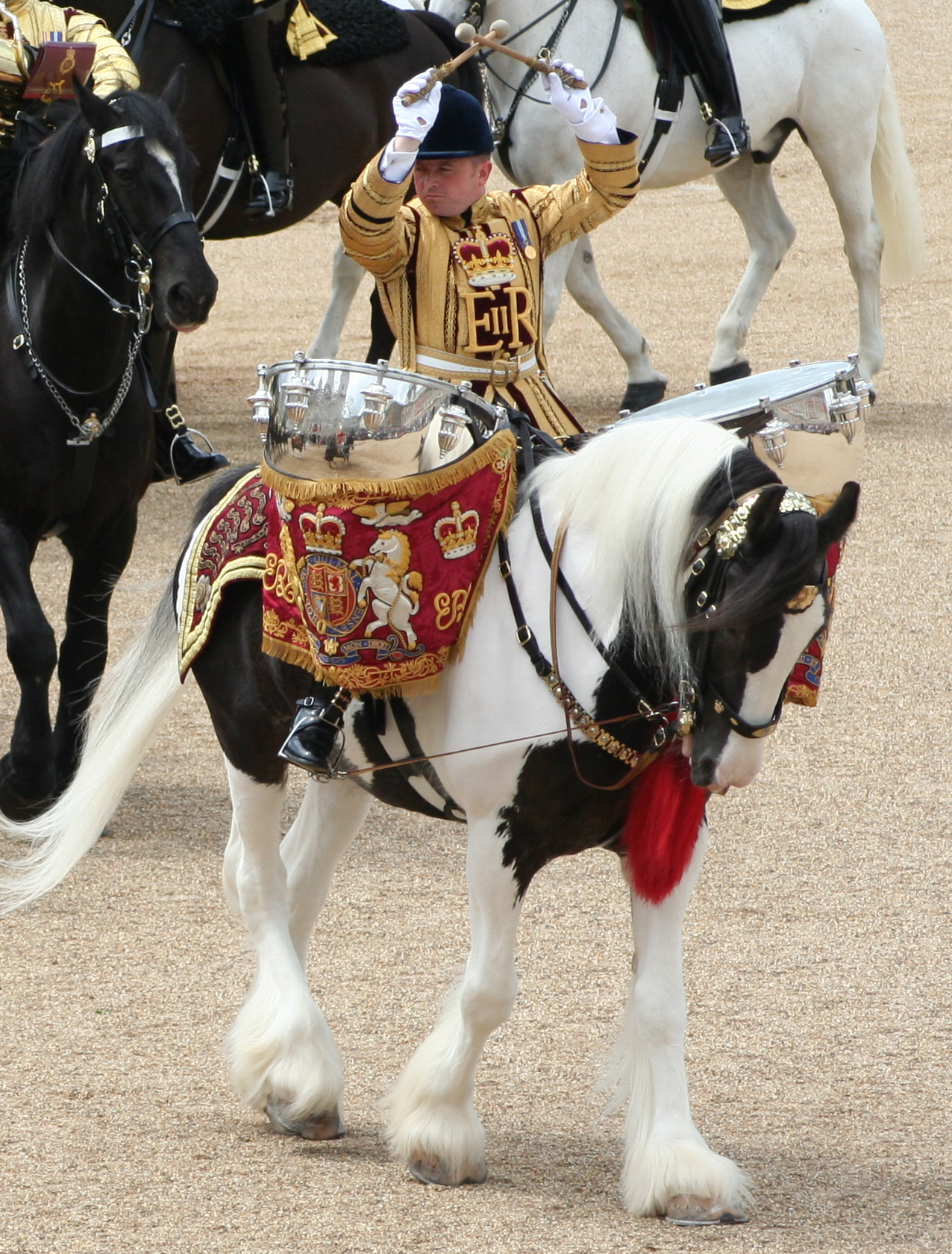 American Drum Horse