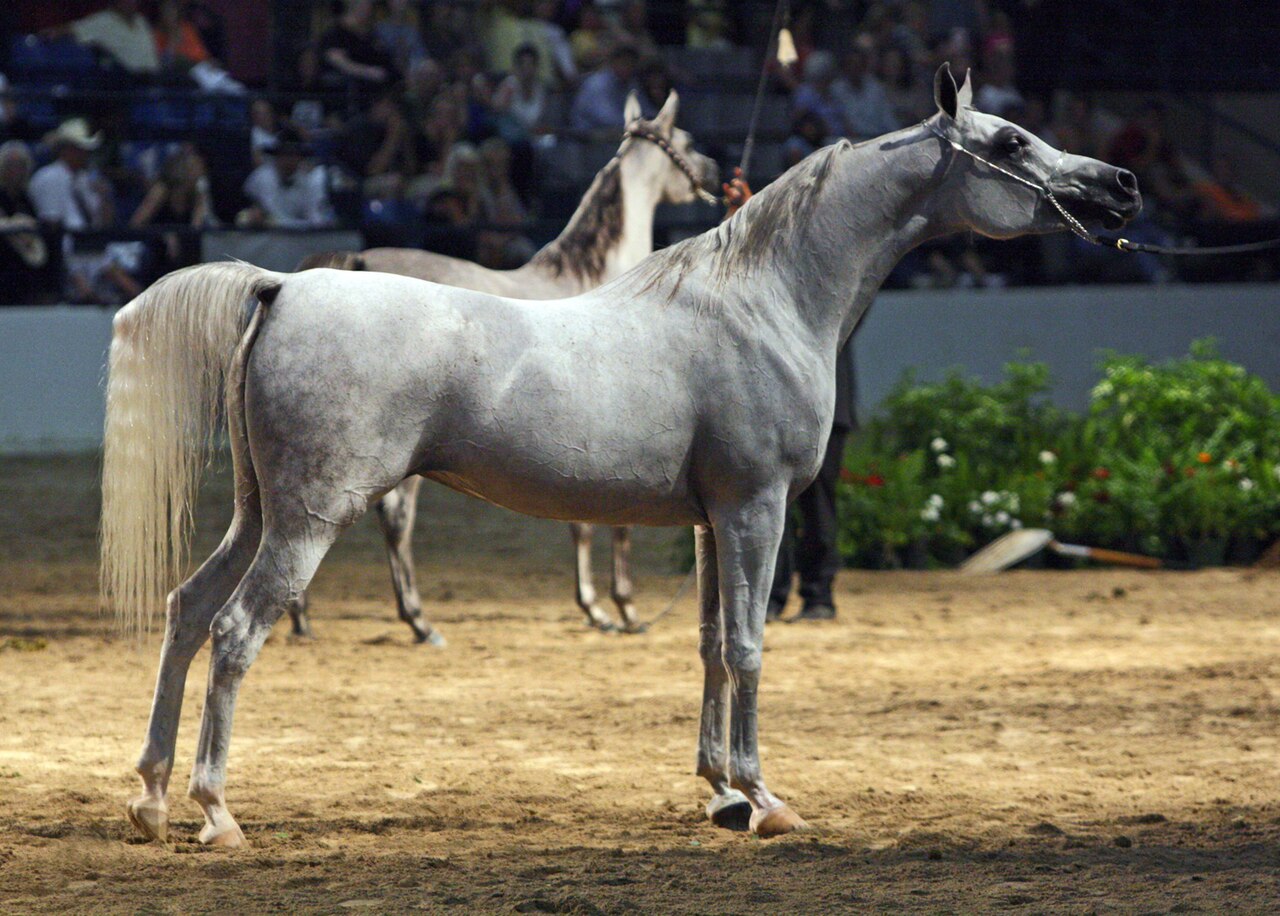 Egyptian Arabian