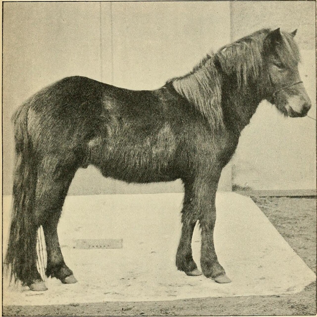 Hebridean pony