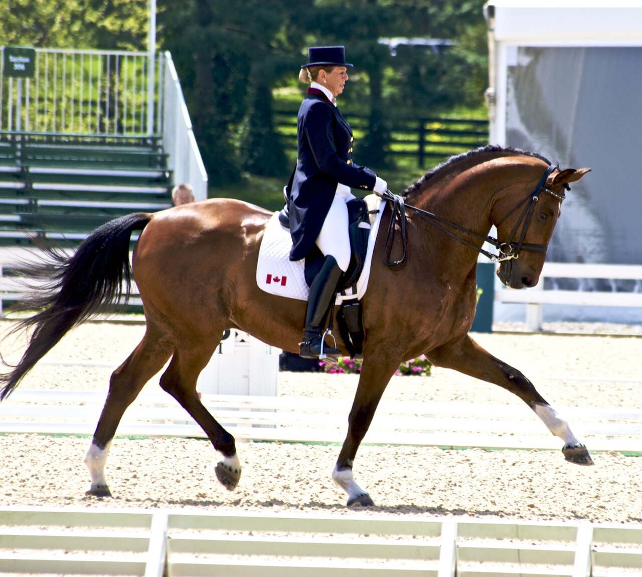 Canadian Warmblood