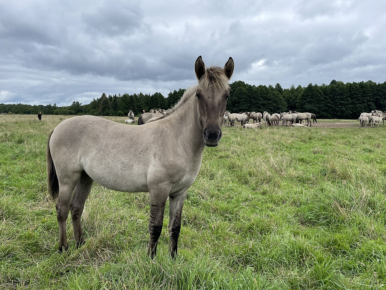 Liebenthaler