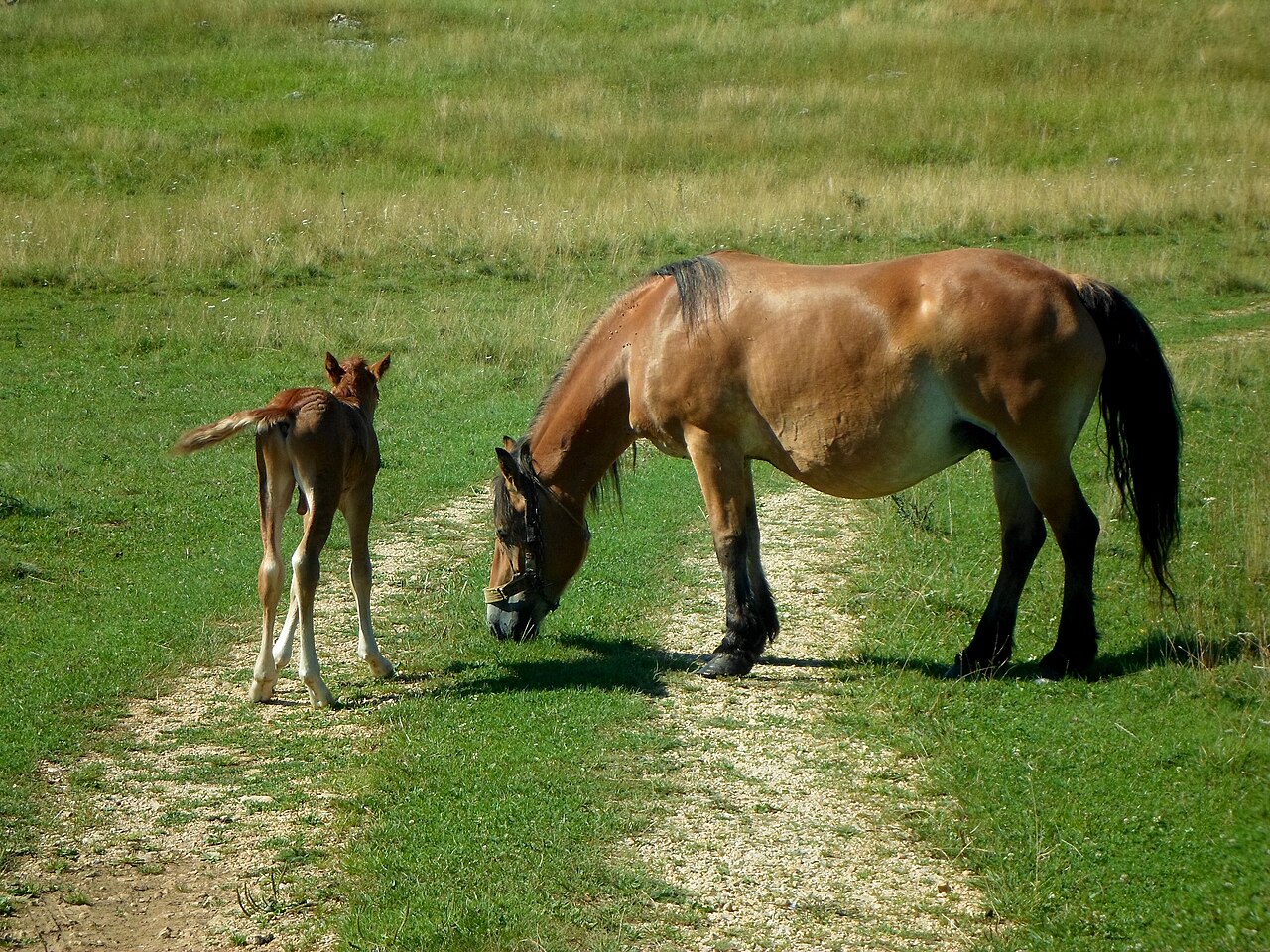 Balkan Pony