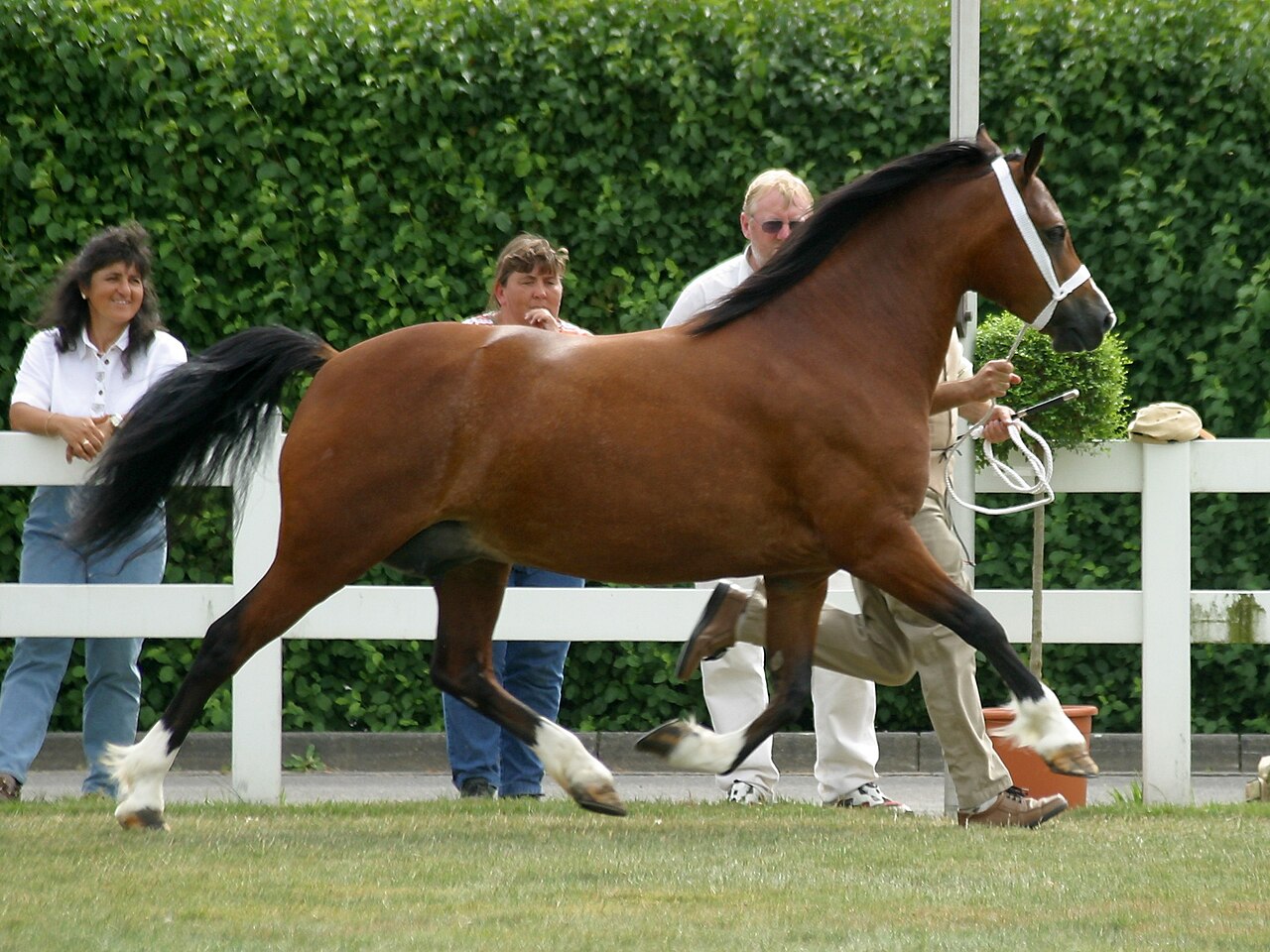 Welsh Pony of Cob Type