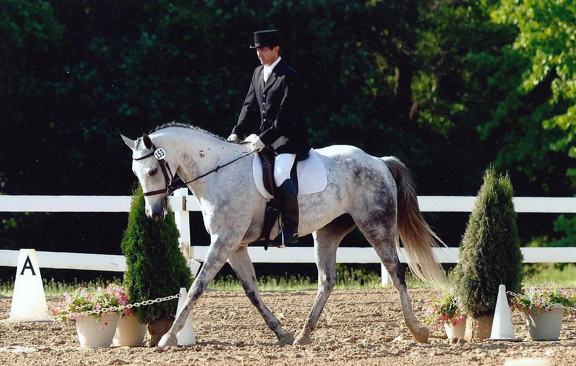 Hungarian Sport Horse