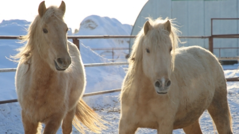tatar horse