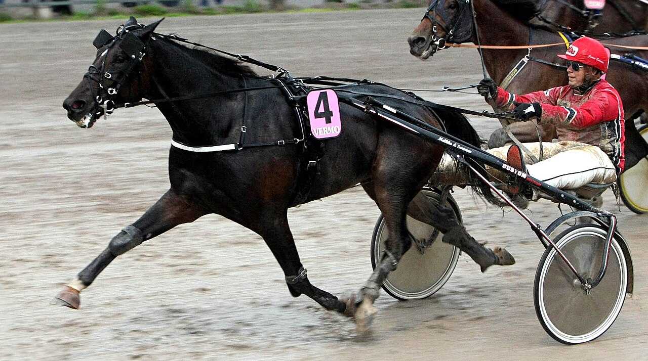 warmblood trotter