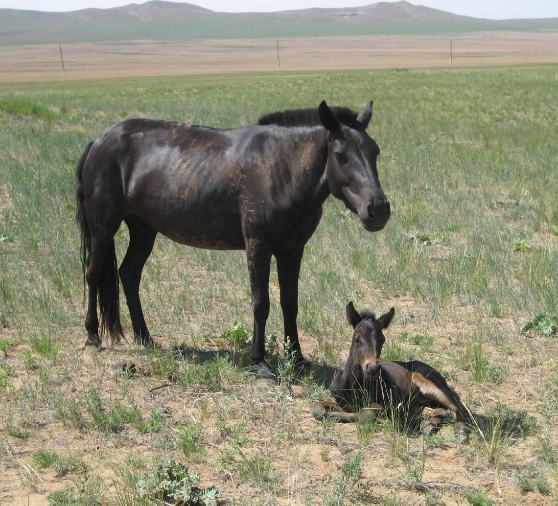 Mongolian horse
