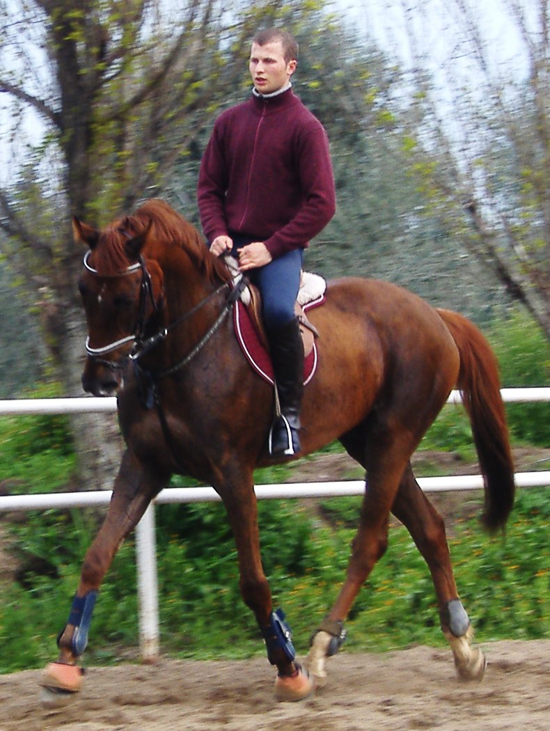 Sardinian Anglo-Arab