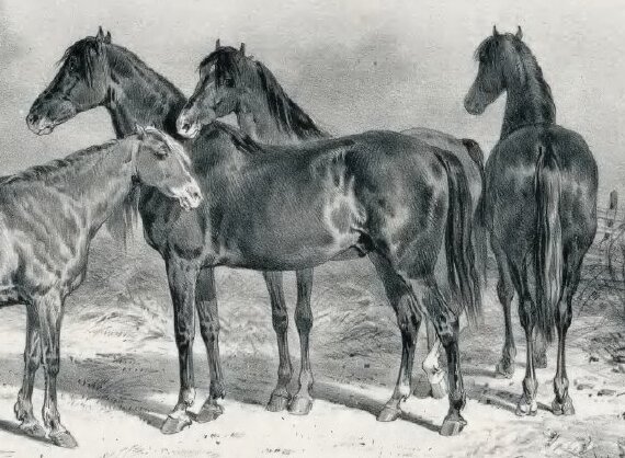 Brennou horse