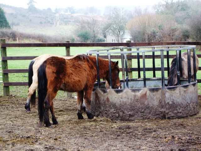 New Forest pony