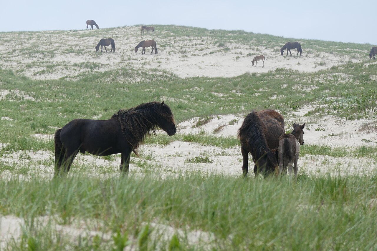 Sable Island Pony