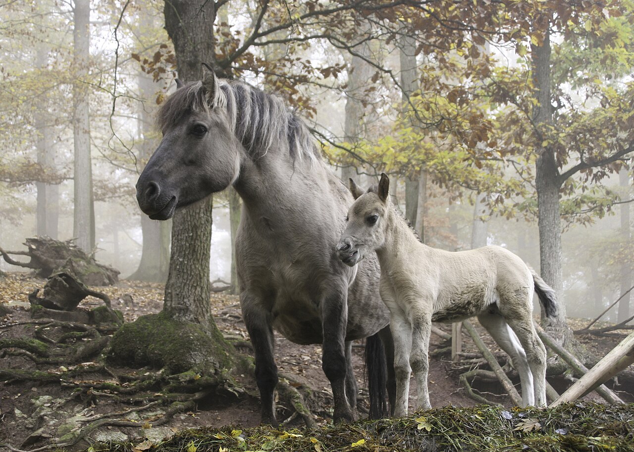 Heck horse