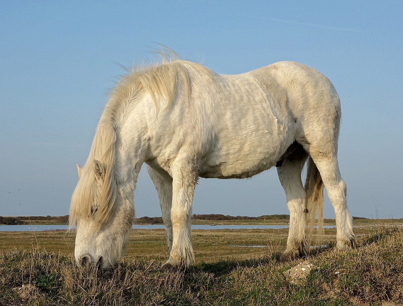 Highland pony