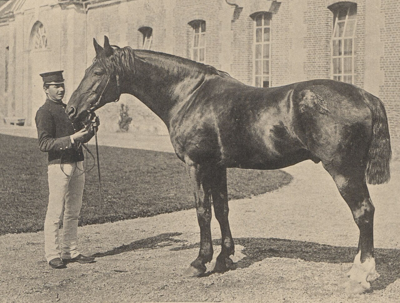 Anglo-Norman horse