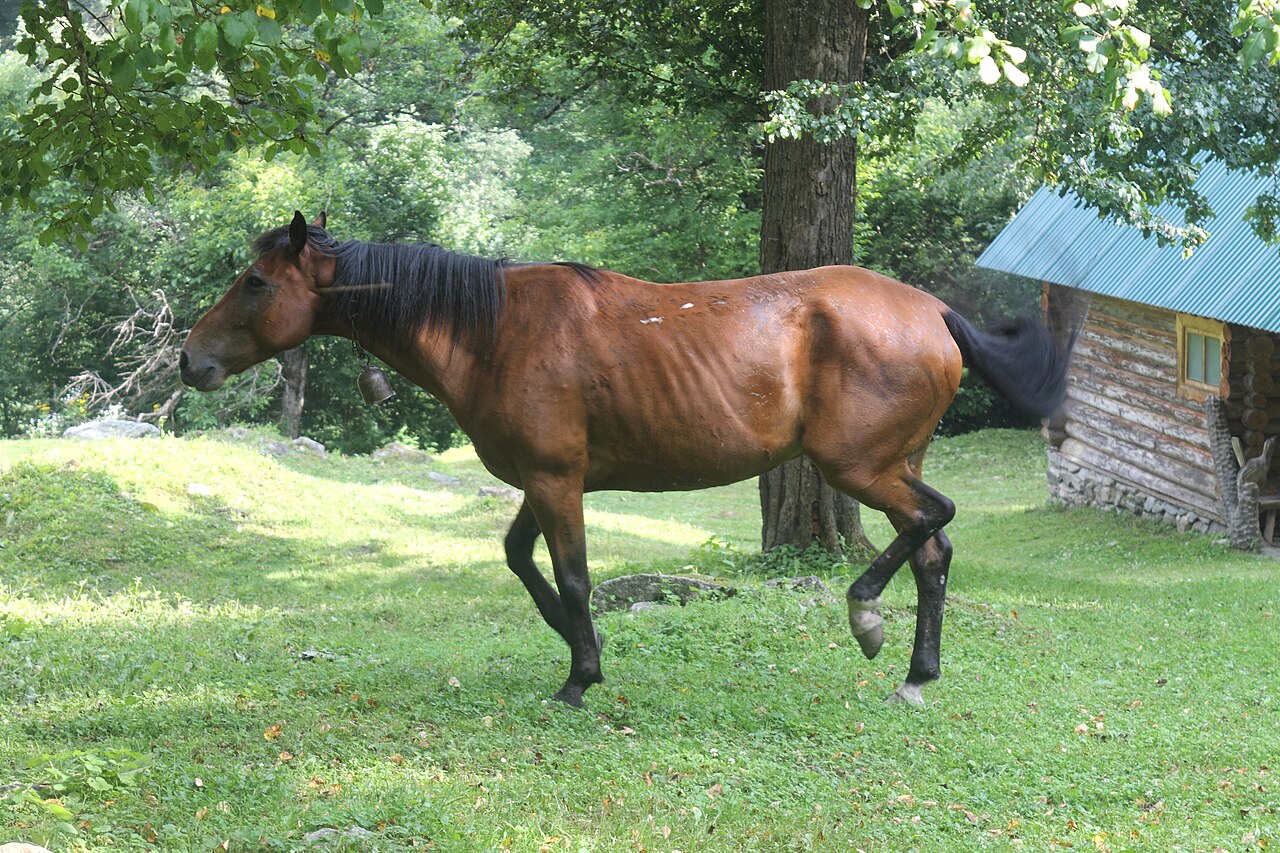 Chernomor
