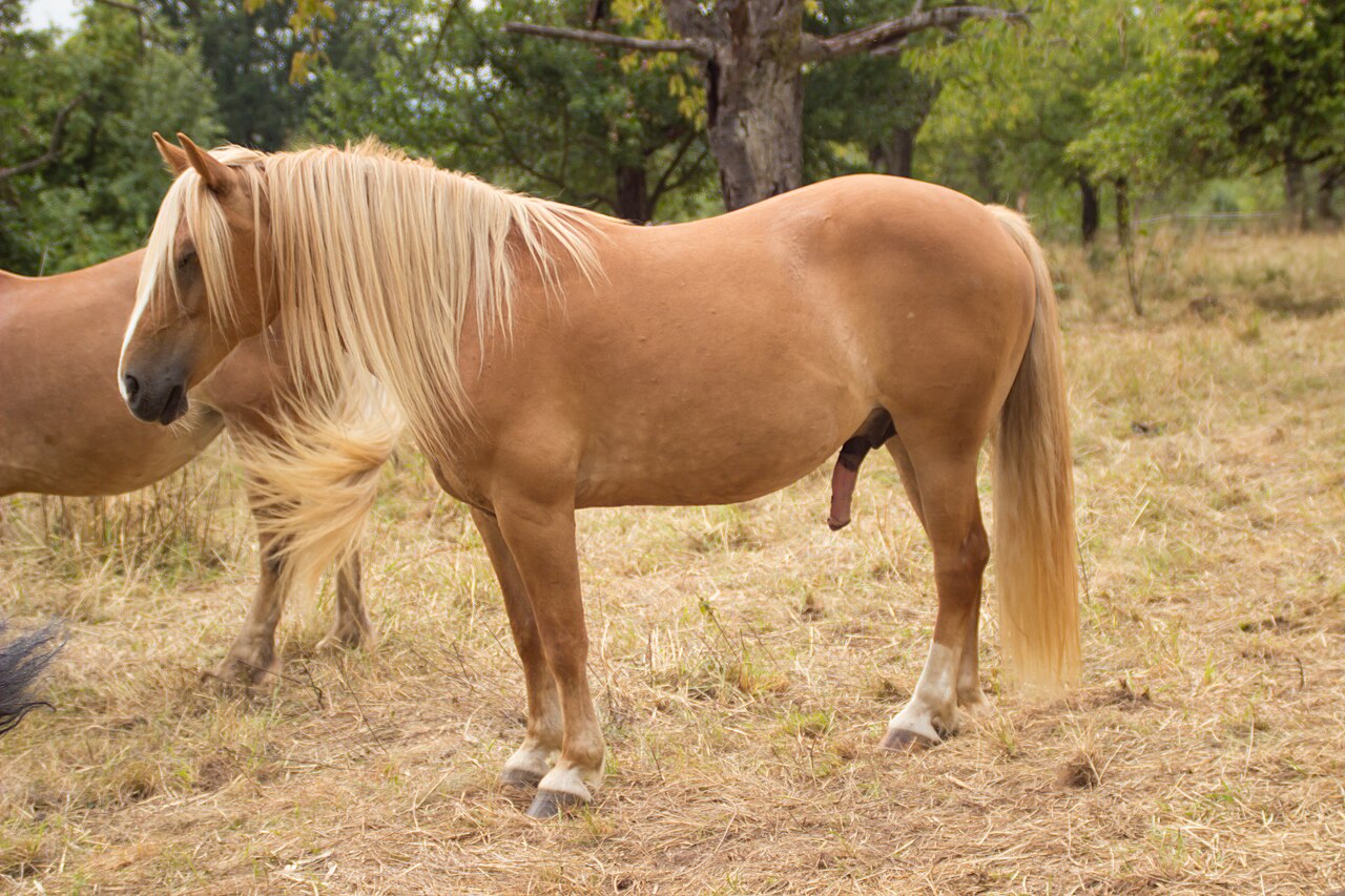 Araber-Haflinger