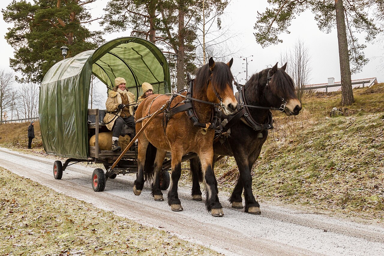 North Swedish Horse