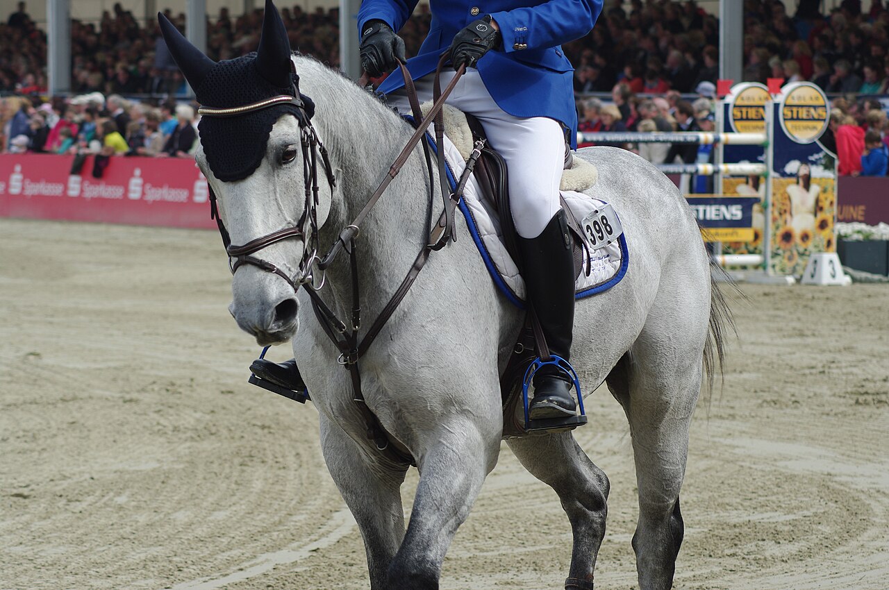 Westphalian horse