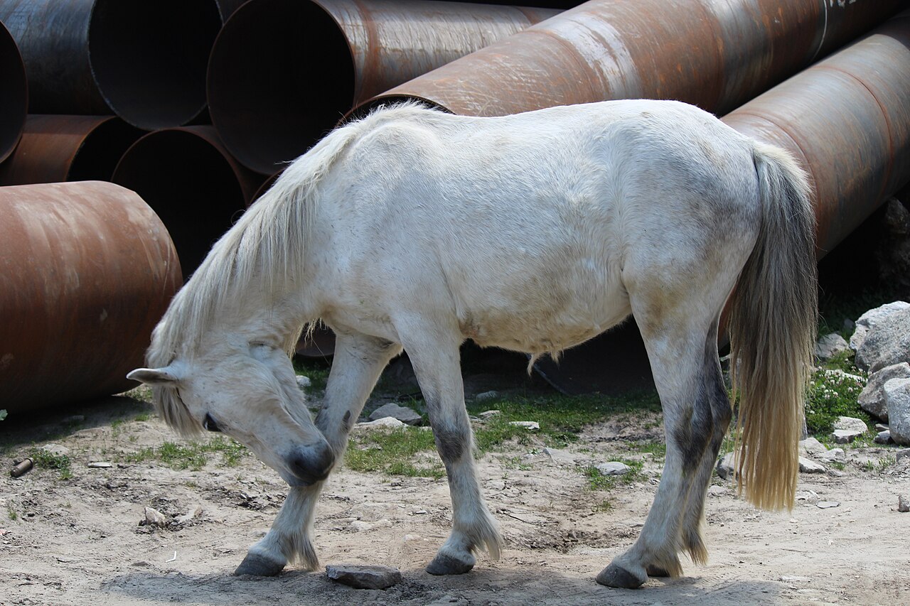 Spiti Horse