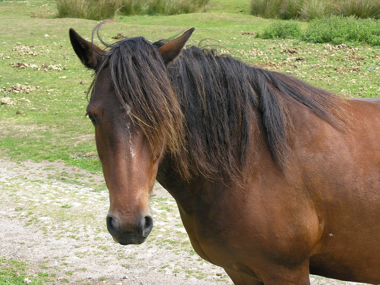 Lundy