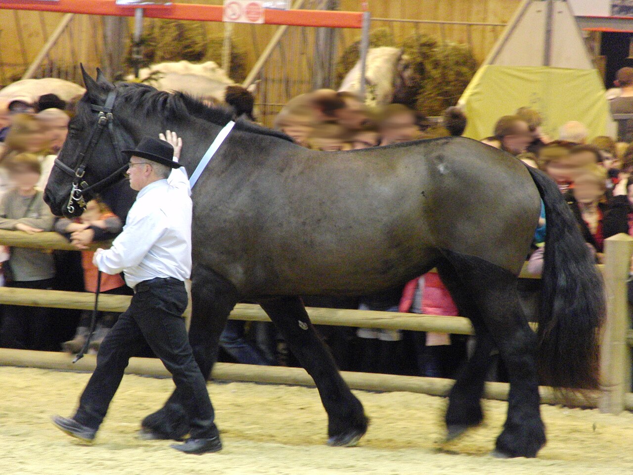 Poitevin horse