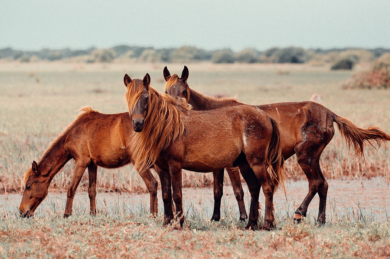 Sri Lankan pony