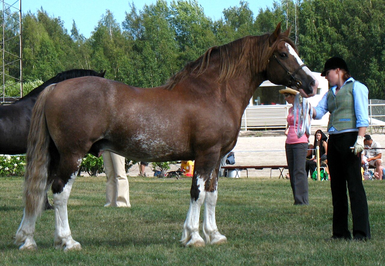 Welsh cob