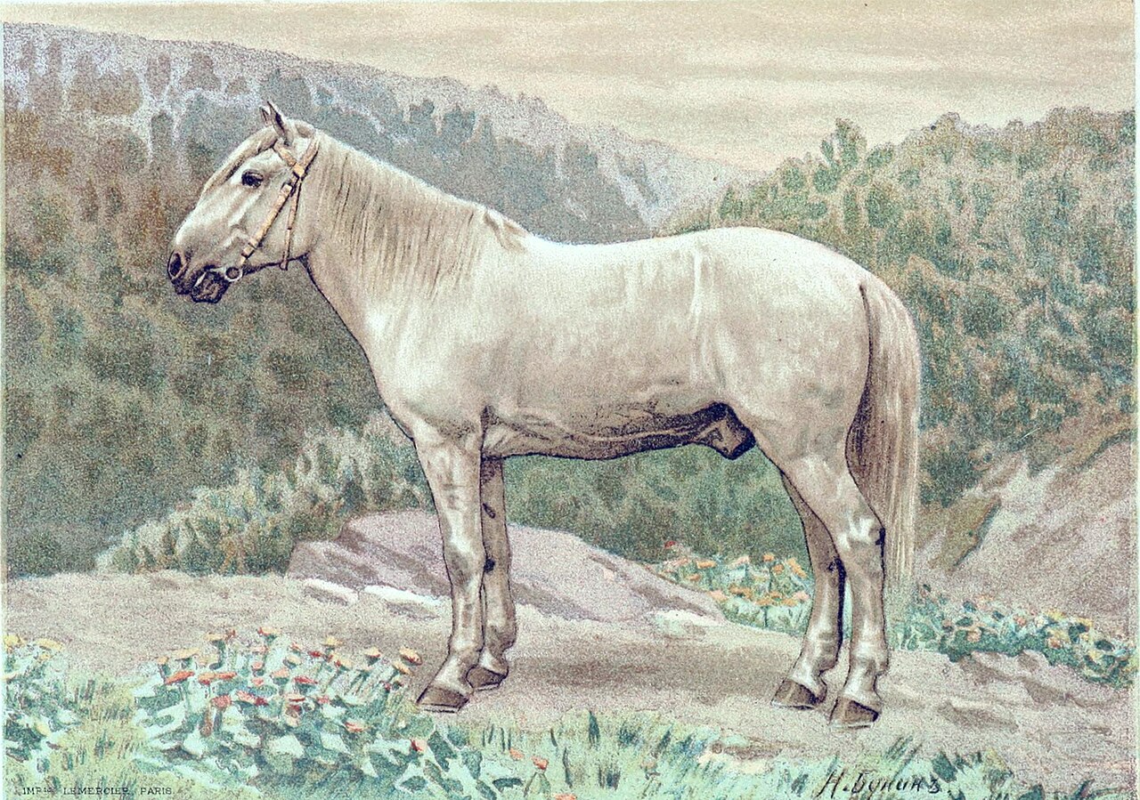 Amurski horse