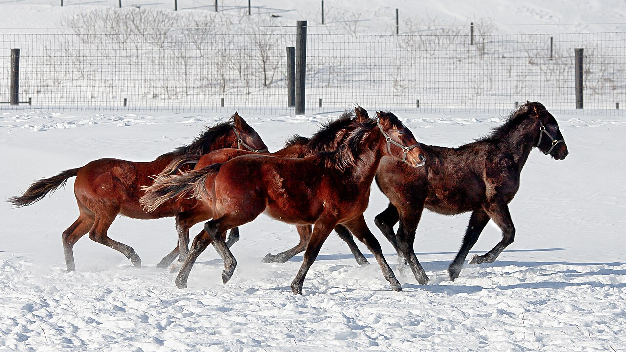 Canadian Pacer