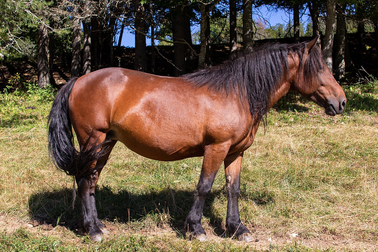 Barraquand horse
