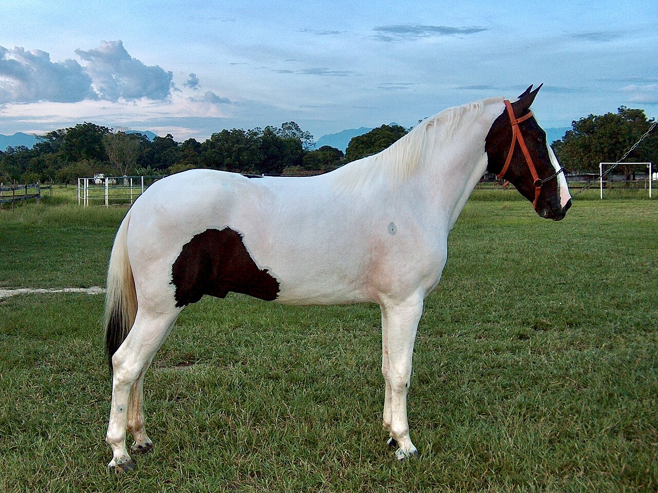 Pampa Horse