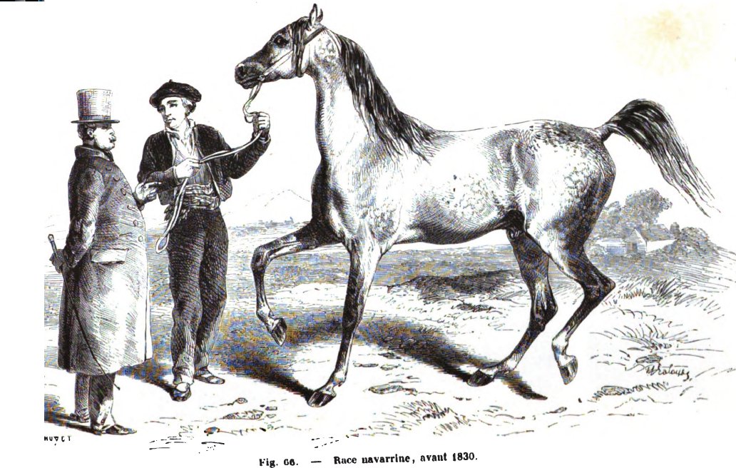 Navarrin horse