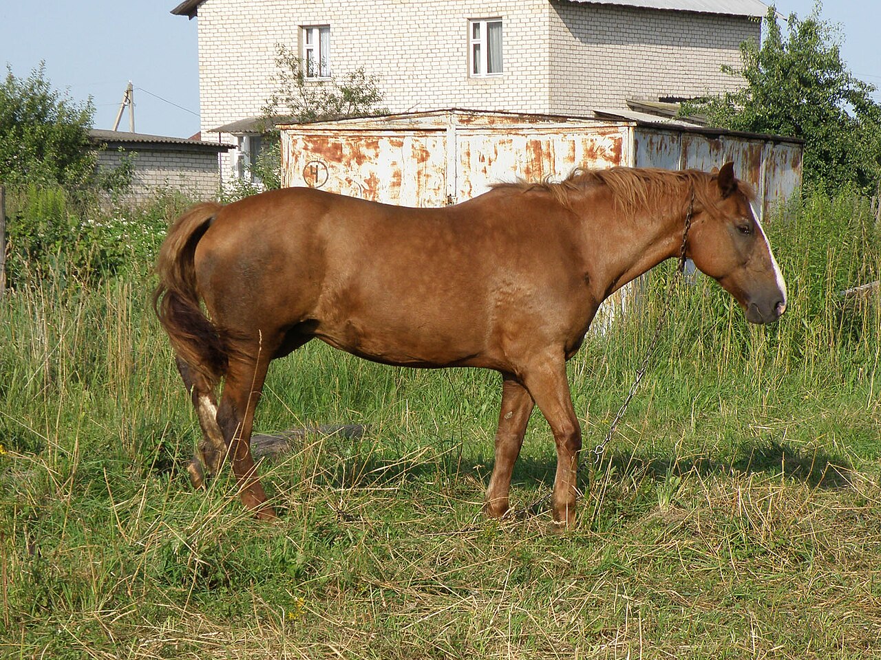 Byelorussian Harness