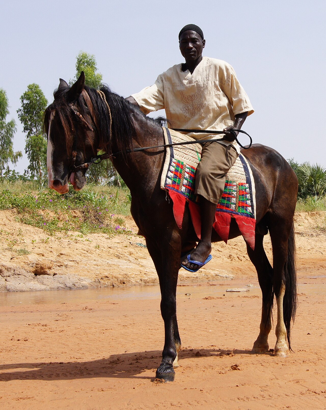 Dongola horse