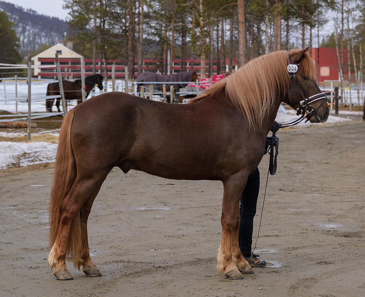 Nordlandshest/Lyngshest
