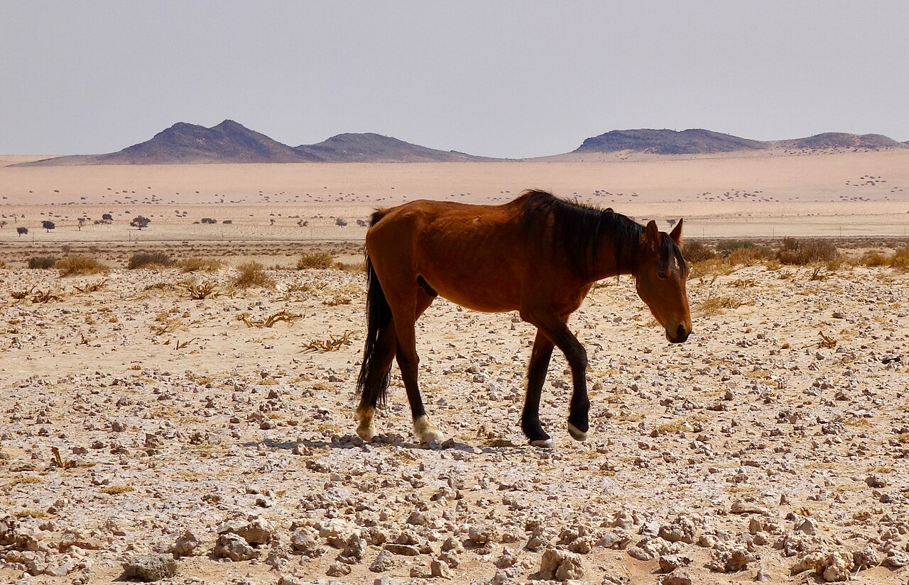 Namib Desert Horse