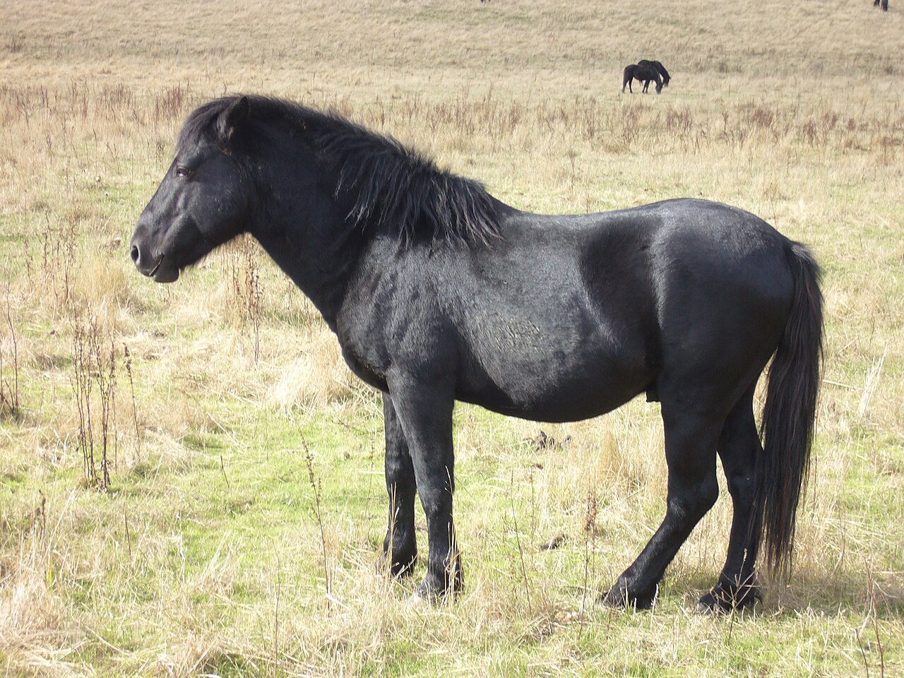 Losino horse