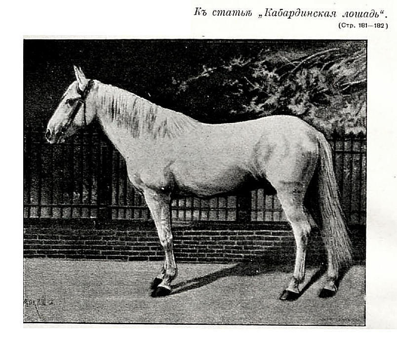 Кабардинський кінь