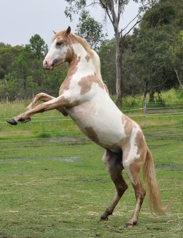 Spanish Mustang