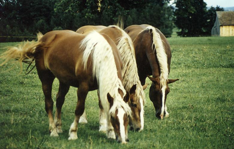 Oberlander horse