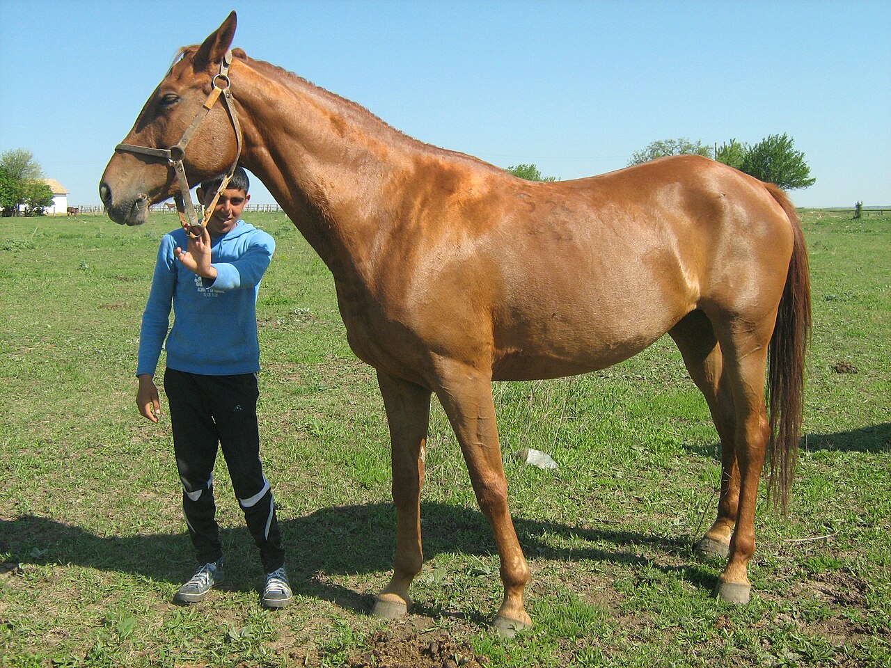Pleven horse