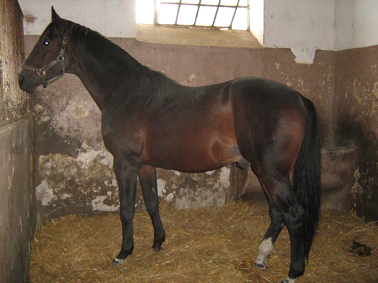 East Bulgarian