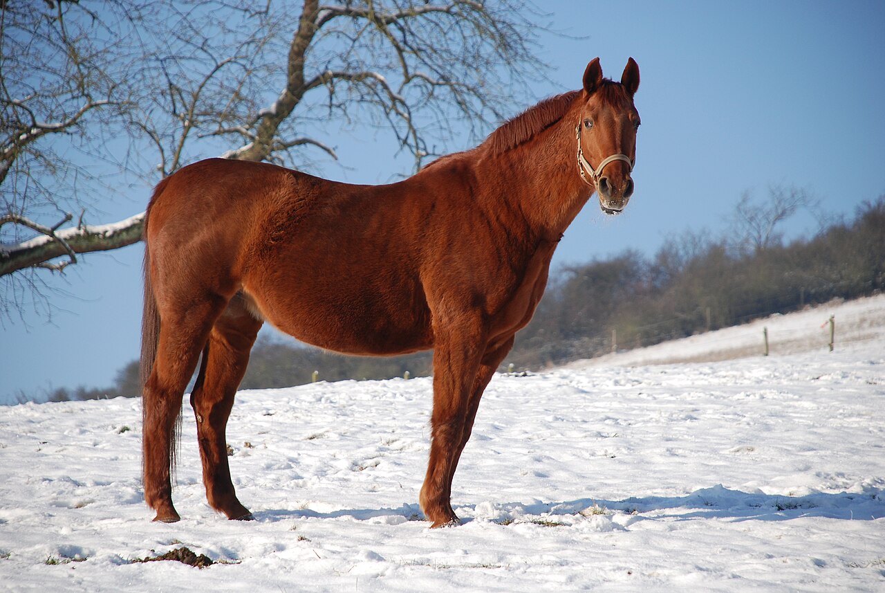 Rhinelander horse