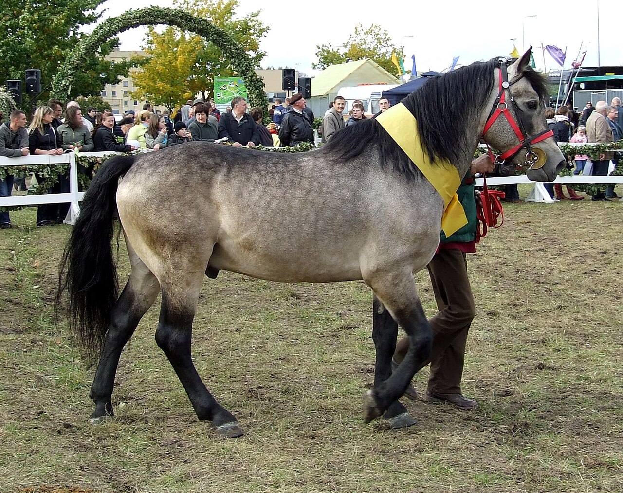 Жемайтський кінь