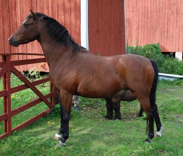 Riding Pony