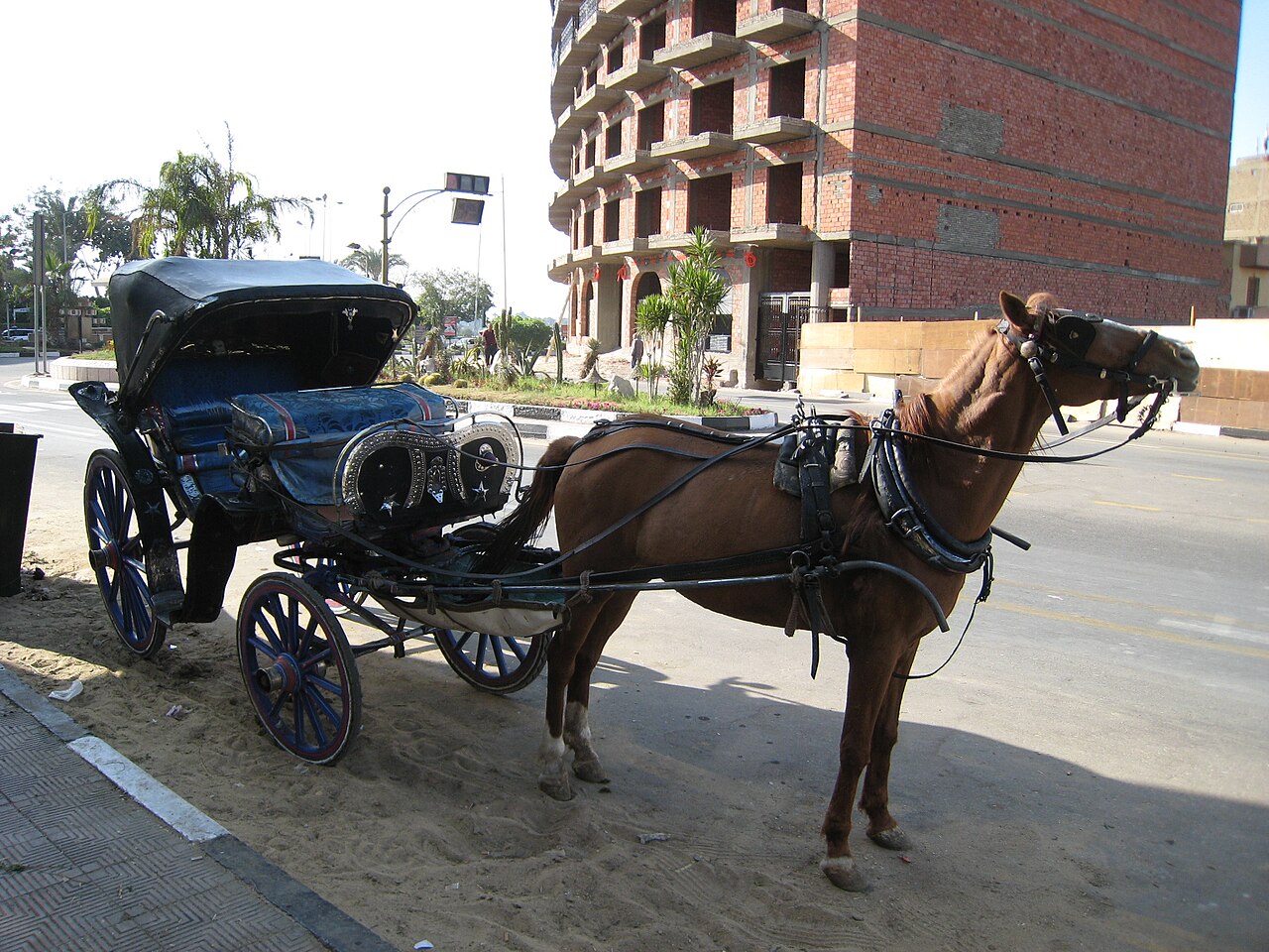 Baladi horse