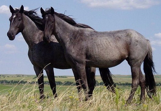 Nokota horse