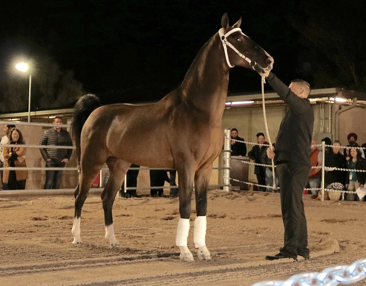 Dutch harness horse